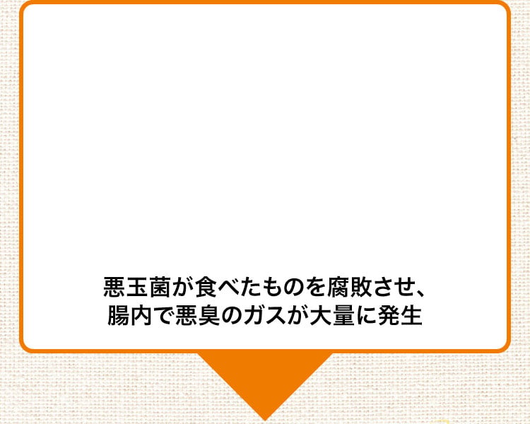 悪玉菌がたべたものを腐敗させ