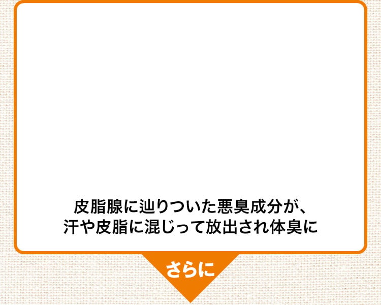 皮脂腺にたどり着いた悪臭成分が