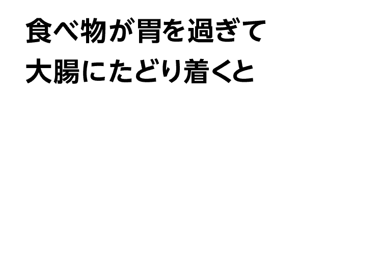 食べ物が胃を過ぎて大腸にたどり着くと