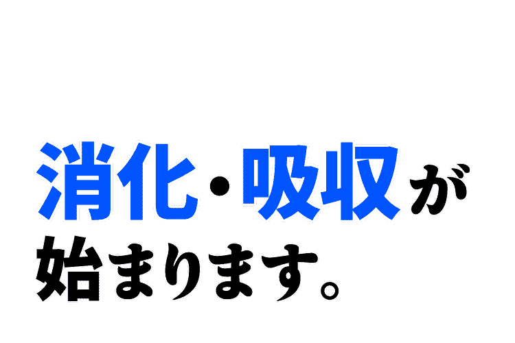 消化・吸収が始まります。