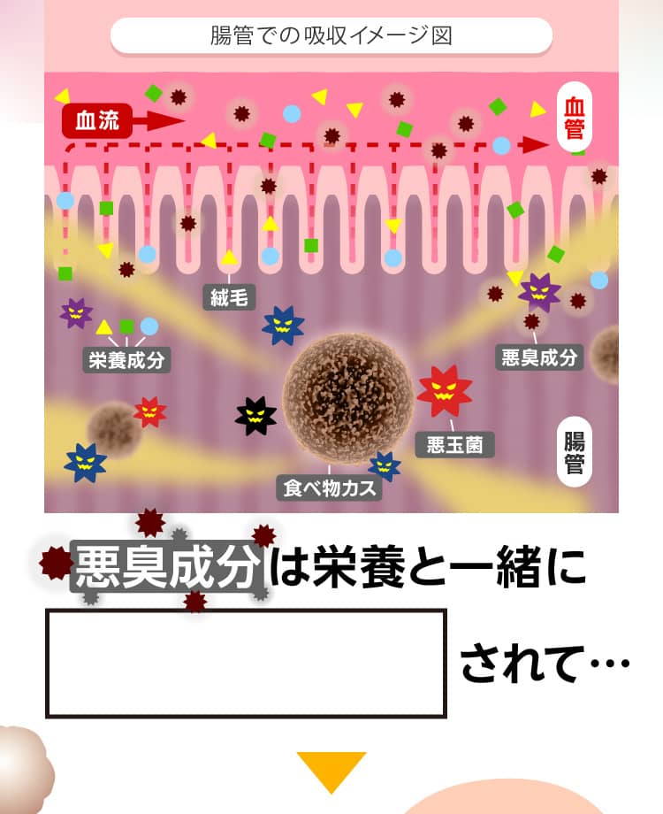 悪臭成分は栄養と一緒に血管へ吸収されて… 