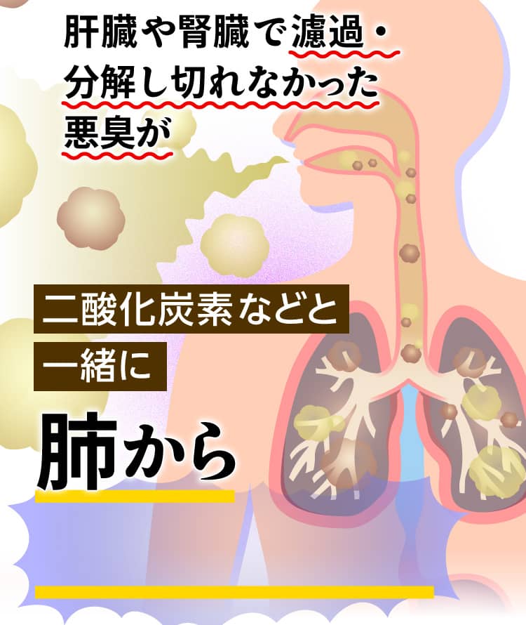 肝臓や腎臓で濾過・分解し切れなかった悪臭が二酸化炭素などと一緒に肺から大量放出！！ 